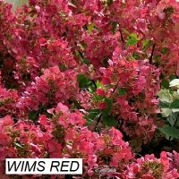 Гортензия метельчатая Wims Red